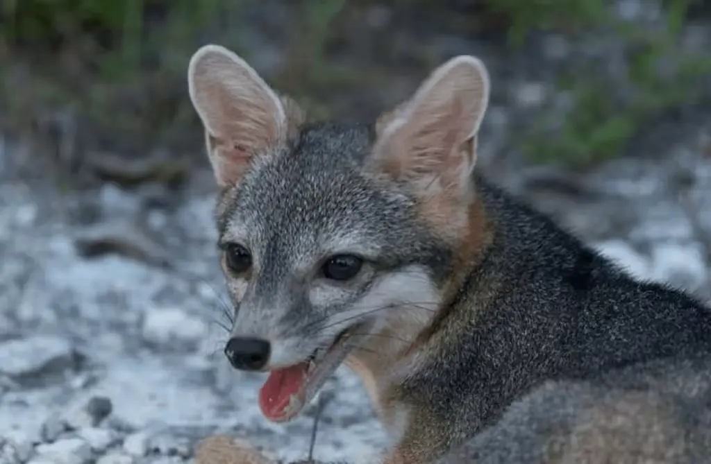 A dwarf fox captured by a camera trap in the jungle of Cozumel, Quintana Roo