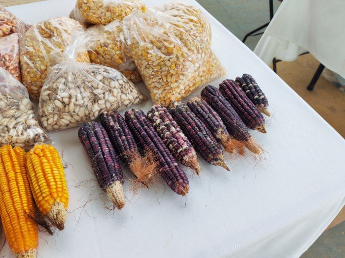 Farmers holding bags of native corn, bean and squash seeds at a seed festival in Jose Maria Morelos, Quintana Roo