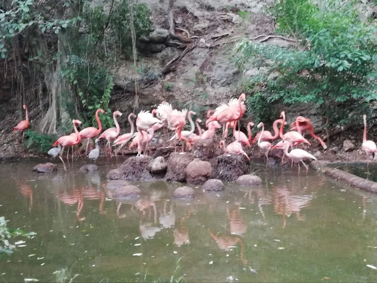 Six flamingo chicks at the Bicentennial Animaya zoo in Merida, Yucatan