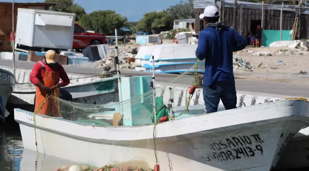Fresh grouper fish displayed on ice at a market in Yucatan, Mexico
