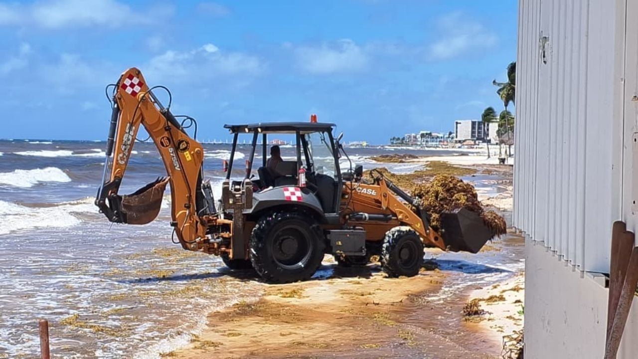 A backhoe loader on a sandy beach near the waterline removing piles of brown sargassum seaweed