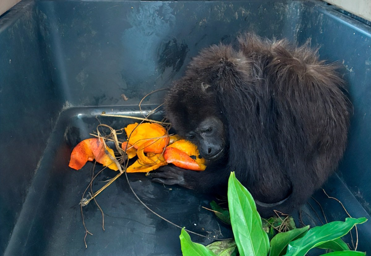 A howler monkey sitting on a surface after being rescued by Profepa officials in Othon P. Blanco, Quintana Roo