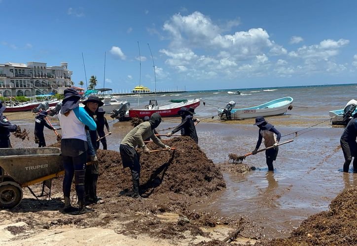 A dump truck unloading sargassum in an unauthorized open lot near houses in Playa del Carmen