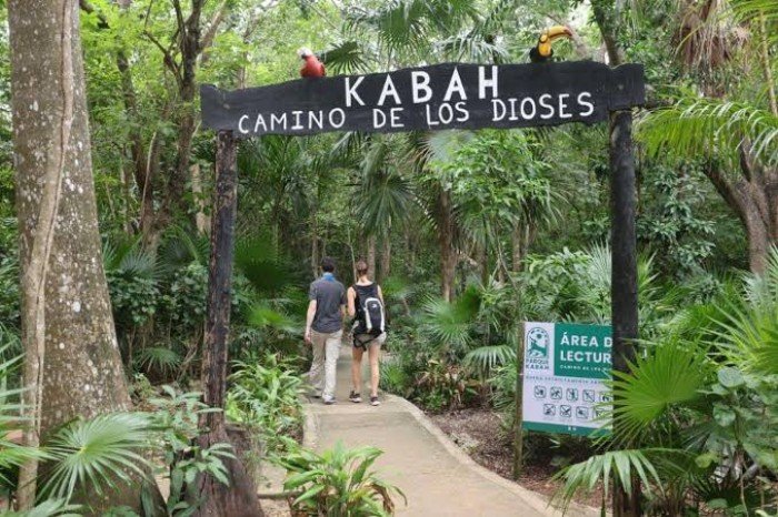 A view of lush vegetation in Kabah Park, Cancun, home to diverse wildlife