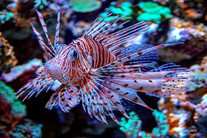 A lionfish swimming near a coral reef in the Caribbean Sea