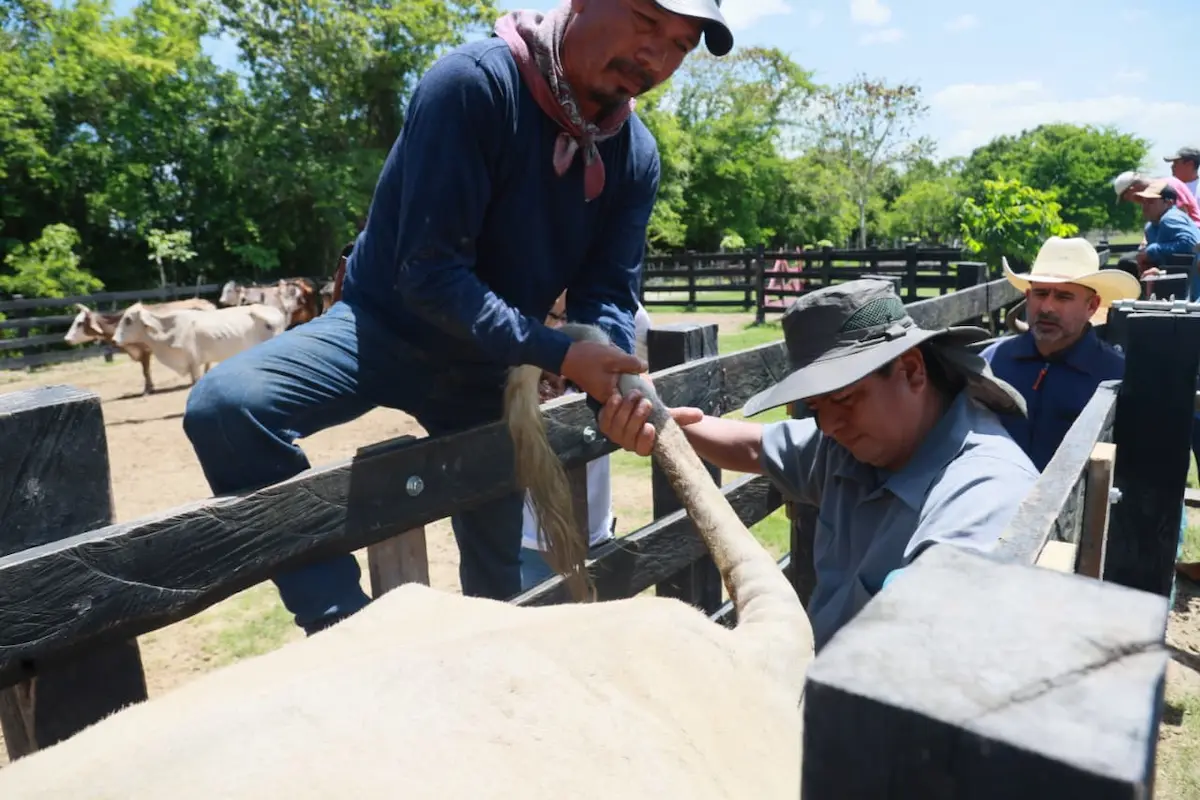 Cows grazing on a farm in Quintana Roo, representing the state's livestock sector