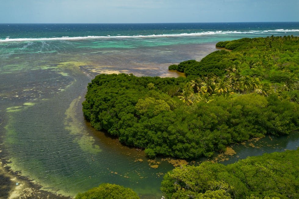 Aerial view of a vibrant green mangrove forest meeting the blue ocean waters under a clear sky