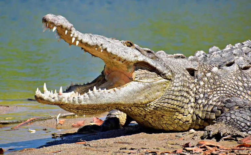 A large crocodile with its mouth wide open, resting on the shore by a body of water.$# CAPTION