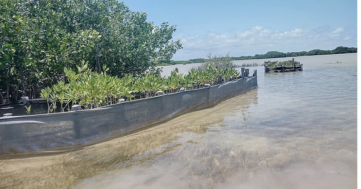 A boat carrying mangrove seedlings floats near a lagoon with established mangroves under a clear sky in Yucatan.