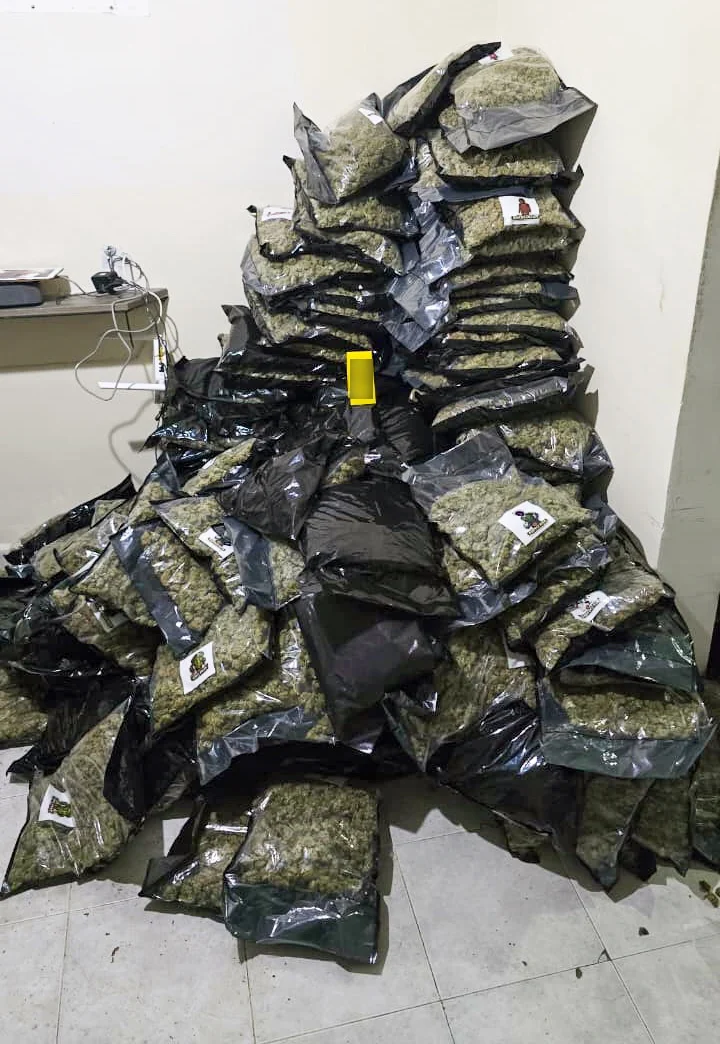 Police officers stand next to packages of marijuana seized during a raid in Cancun