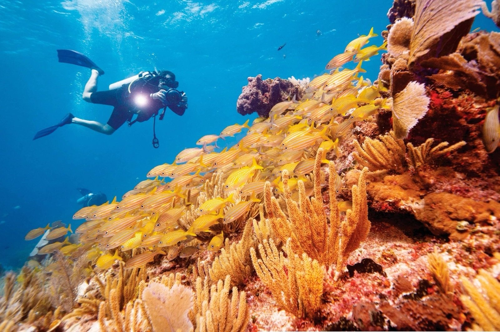 Underwater view of the Mesoamerican Reef with colorful corals and fish in the Caribbean Sea near Quintana Roo
