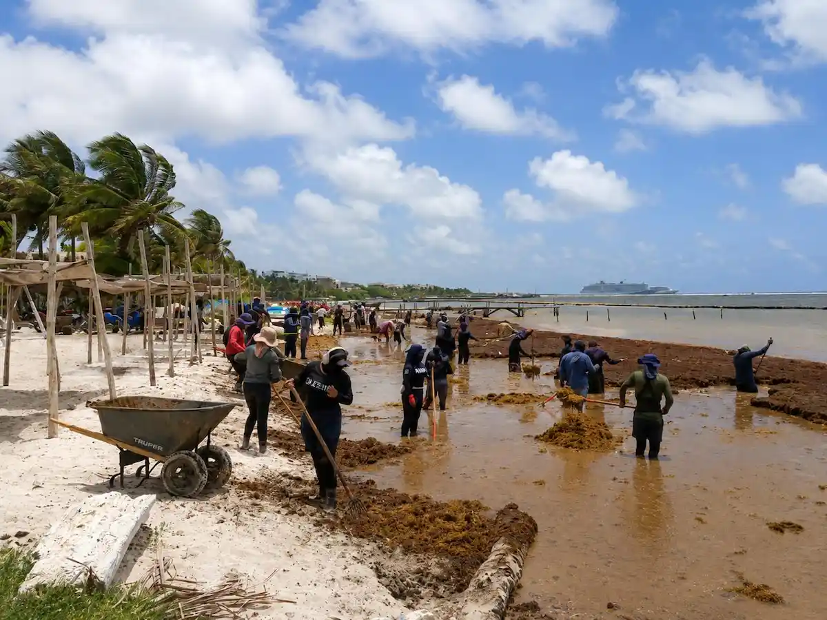 Mexican Navy personnel collecting sargassum on a beach in Costa Maya, Quintana Roo