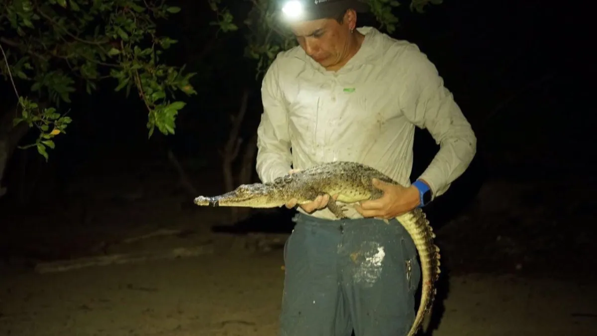new crocodile species found on cozumel