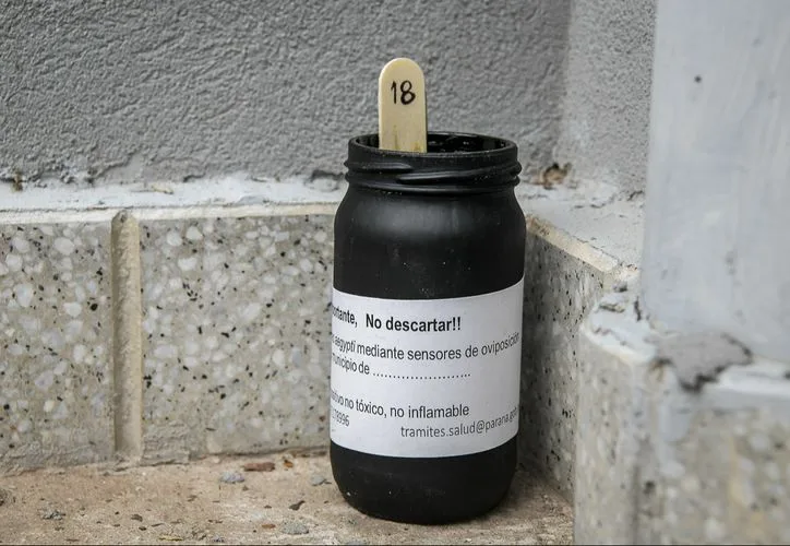 A dark plastic ovitrap used to monitor and control Aedes aegypti mosquitoes in Cancún
