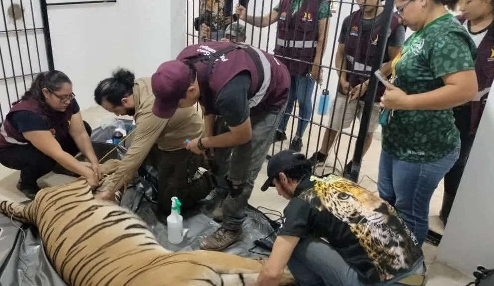 Renovation work at Payo Obispo Zoo in Chetumal, Quintana Roo