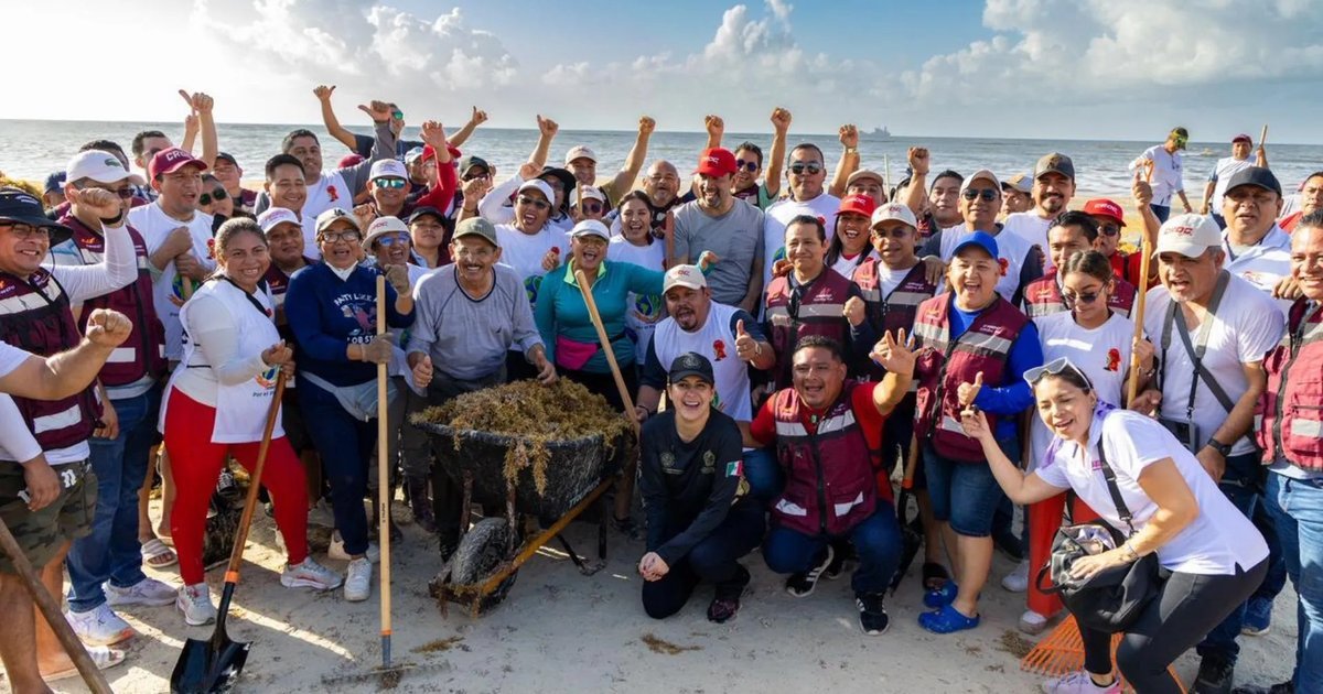 Volunteers and machinery removing sargasso from a beach in Playa del Carmen