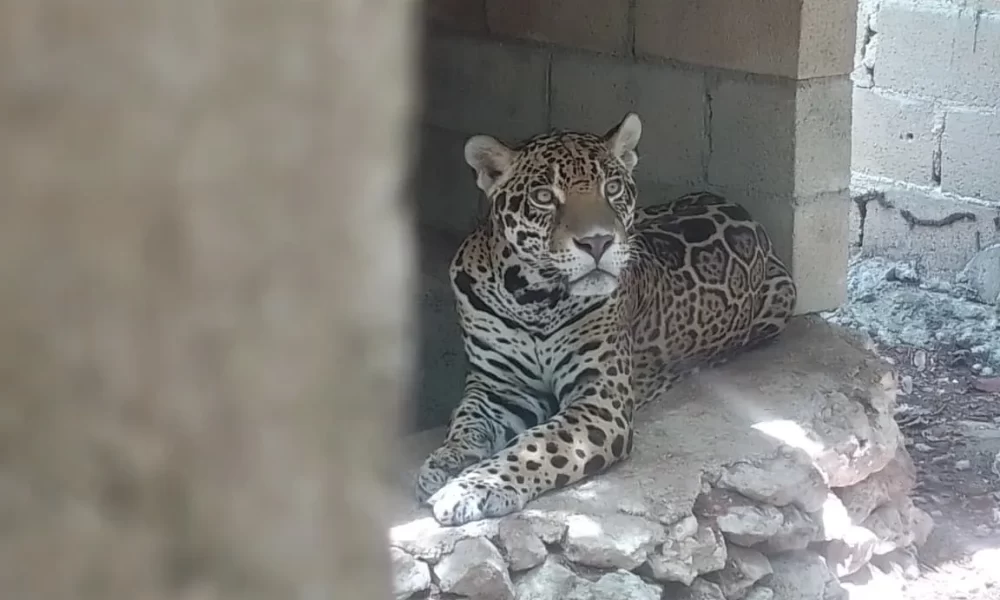 Wild animals including jaguars and monkeys in cages during rescue operation in Playa del Carmen