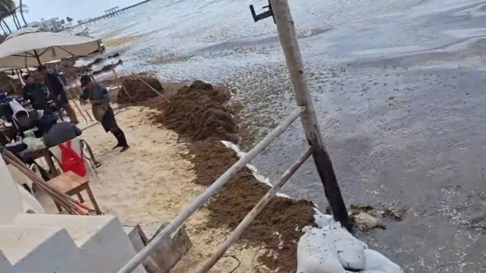 Thick layer of sargasso seaweed covering a beach in Playa del Carmen, Quintana Roo