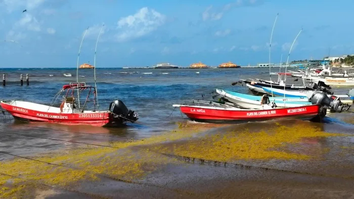 A boat surrounded by decomposing sargasso seaweed in the waters off Playa del Carmen
