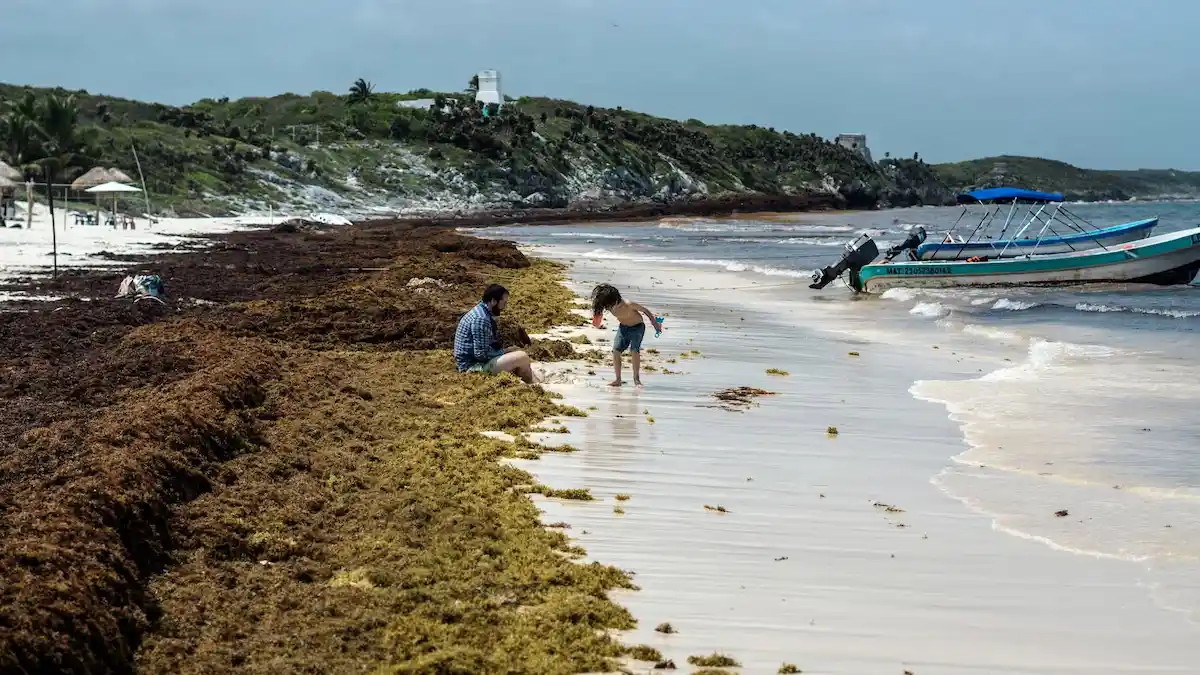 Large piles of brown sargasso seaweed covering a sandy beach in Tulum, with turquoise water in the background.