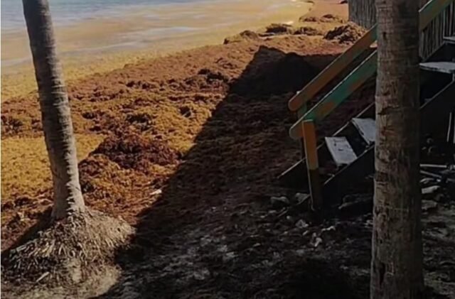 Large piles of brown sargasso seaweed covering a sandy beach in Playa del Carmen, Quintana Roo