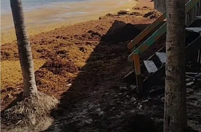Large piles of brown sargasso seaweed covering a sandy beach in Playa del Carmen, Quintana Roo