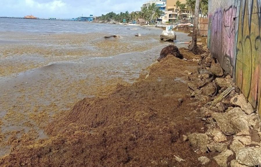 Heavy trucks carrying sargassum on a damaged street in Playa del Carmen