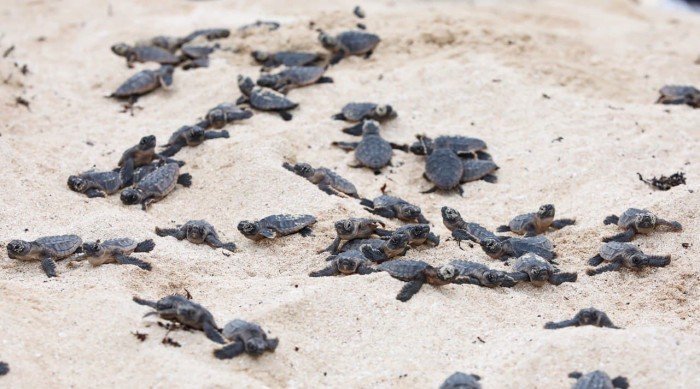 Accumulated sargassum on a beach in Quintana Roo, Mexico