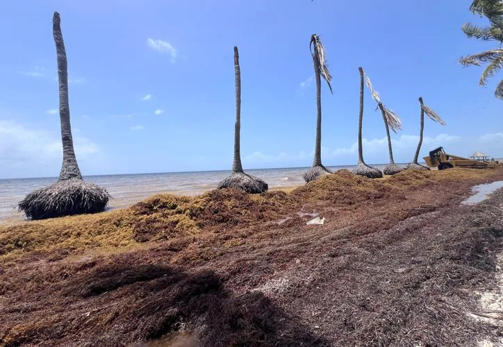 Large piles of sargassum seaweed on a sandy beach in Quintana Roo, Mexico