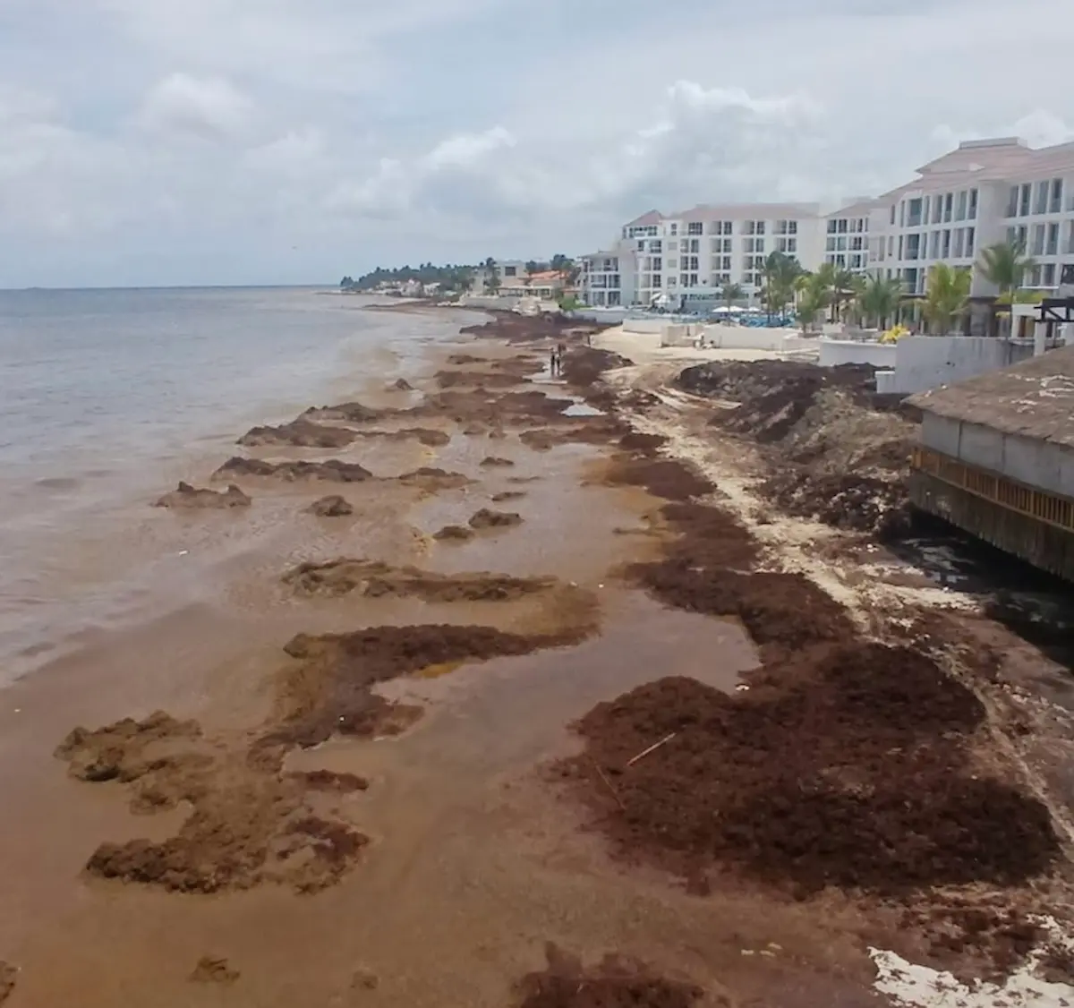 Large piles of sargassum covering a beach in Quintana Roo, with containment barriers visible in the water
