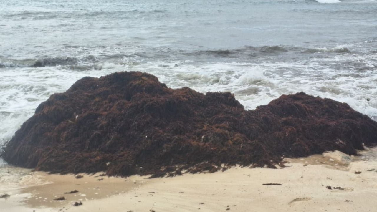 Sargassum seaweed piled on a beach in Playa del Carmen, Quintana Roo