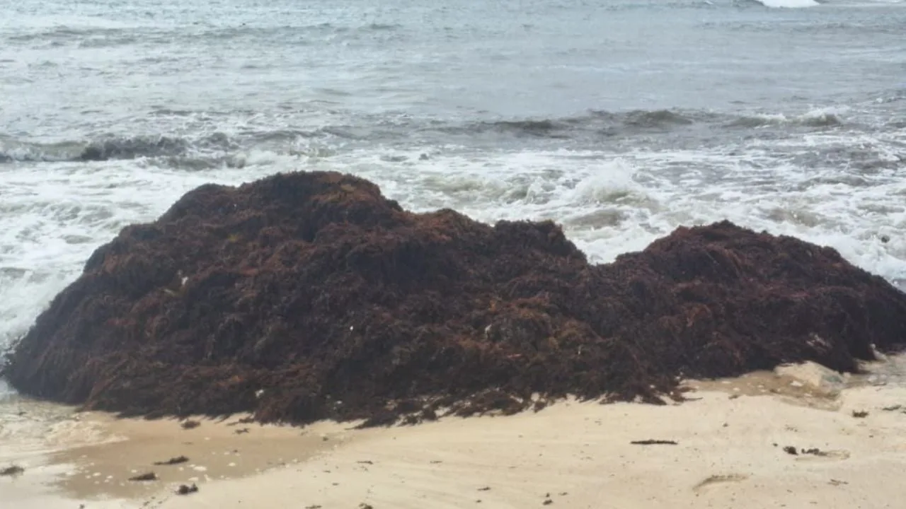 Sargassum seaweed piled on a beach in Playa del Carmen, Quintana Roo