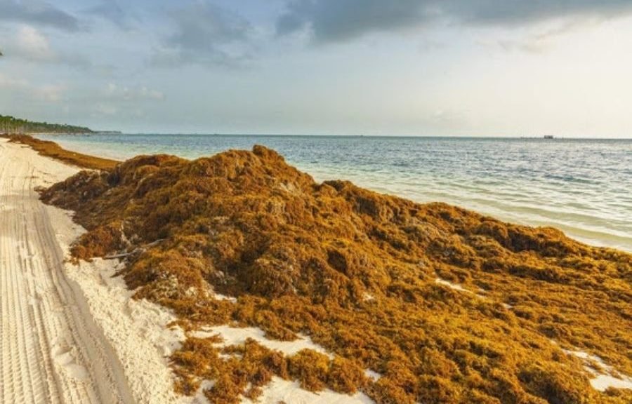 Sargassum seaweed piled on a beach in Cancun, Quintana Roo