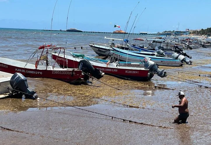A large pile of sargassum seaweed on a beach in Playa del Carmen, Quintana Roo