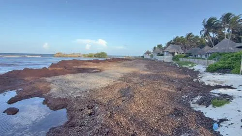 A large pile of sargassum on a beach in Quintana Roo, Mexico