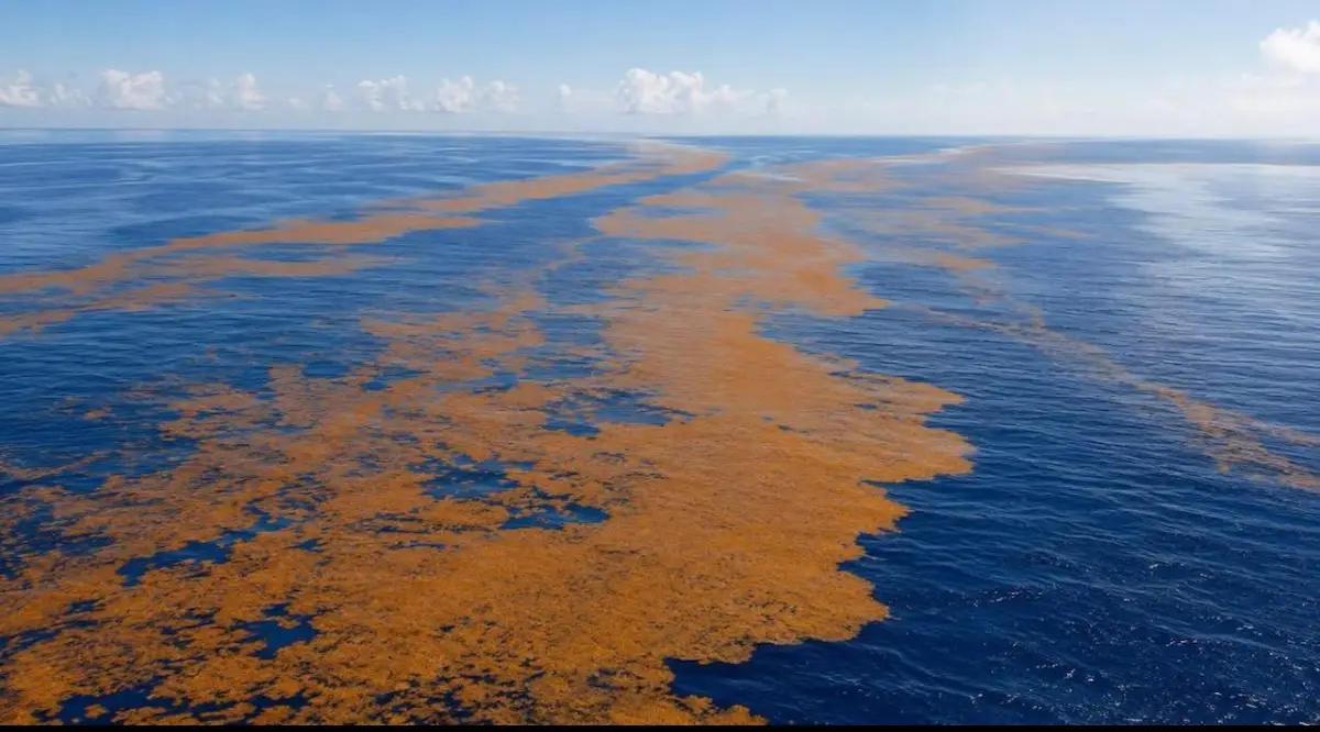 Sargassum seaweed piled on a beach in Quintana Roo, Mexico