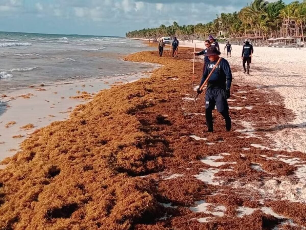 Excessive sargassum accumulation on a beach in Tulum, Quintana Roo