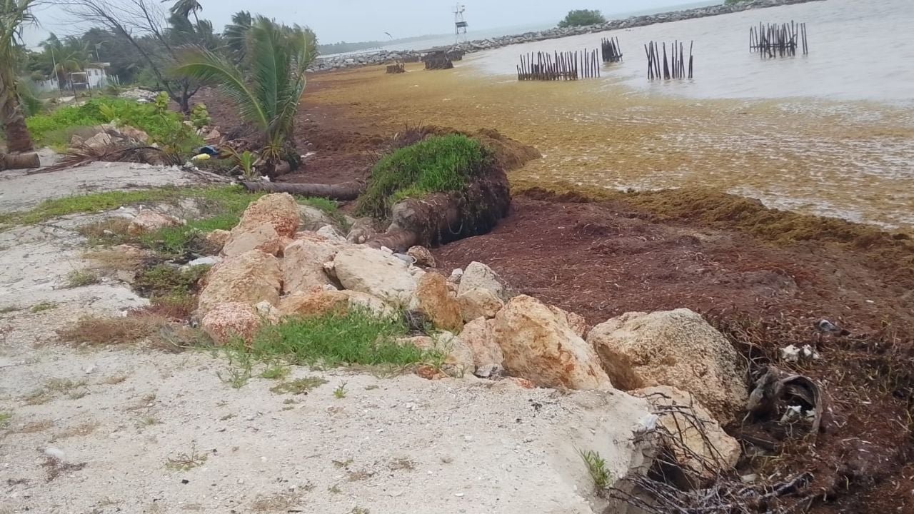 Sargassum covering the beach in Xcalak, Quintana Roo