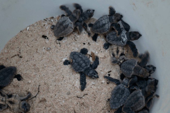A sea turtle crawling on a sandy beach in Cancun during nesting season