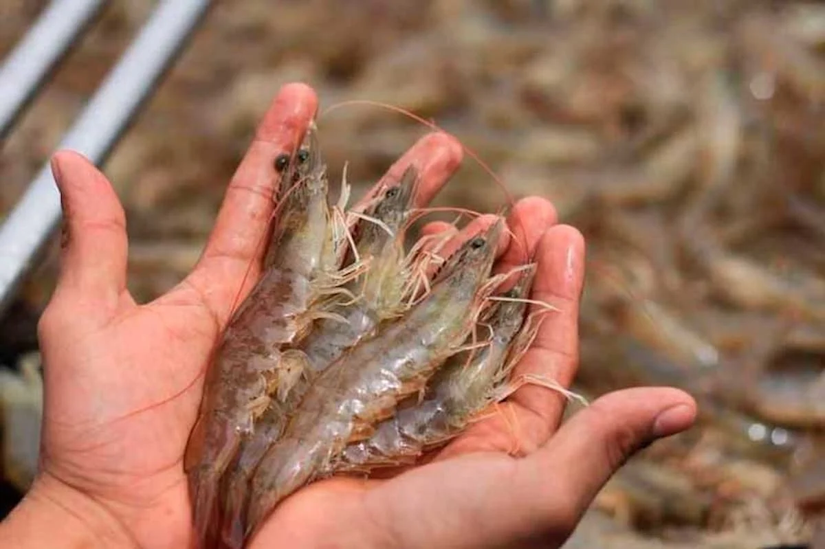 Mexican officials inspecting shrimp shipments during an anti-smuggling operation