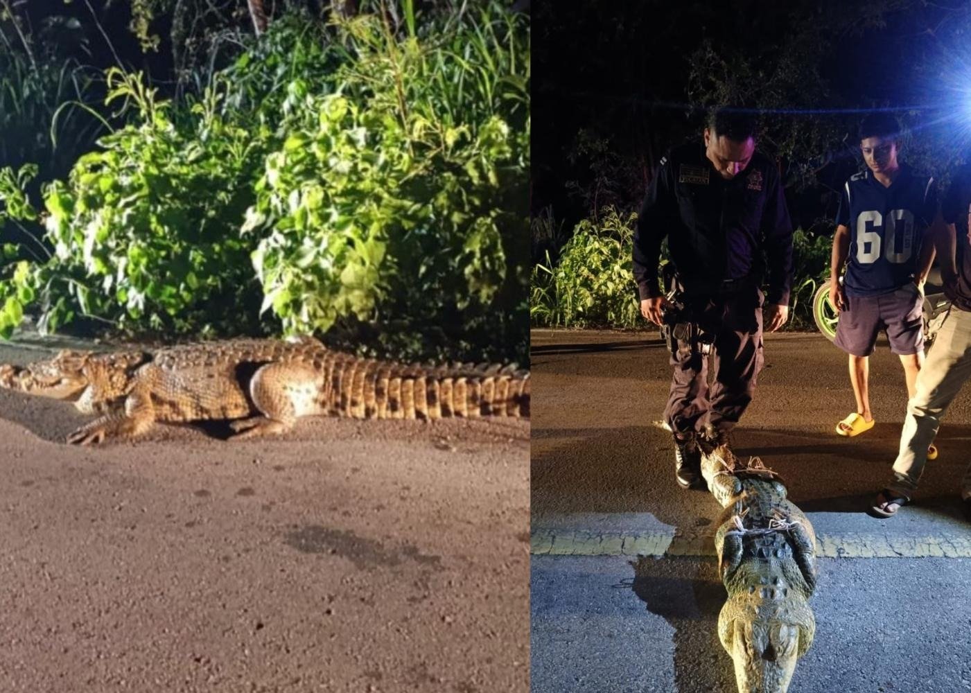 Two crocodiles being handled by rescuers on a road in Sinanché, Yucatán