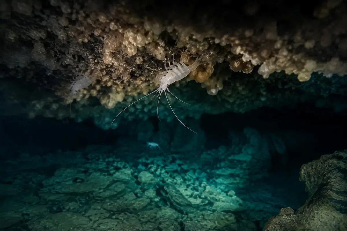 Close-up of a small white Typhlatya shrimp in a Yucatan cenote