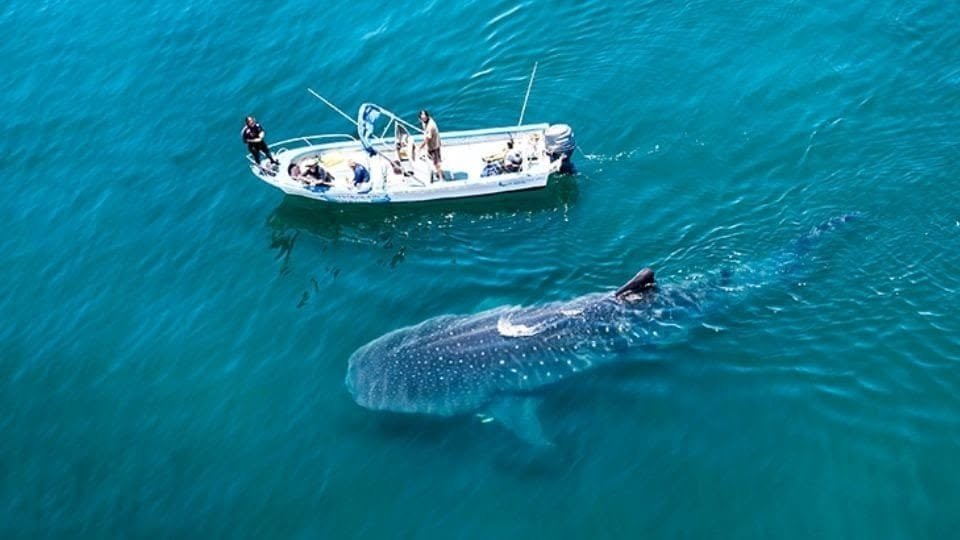 whale shark boat isla mujeres