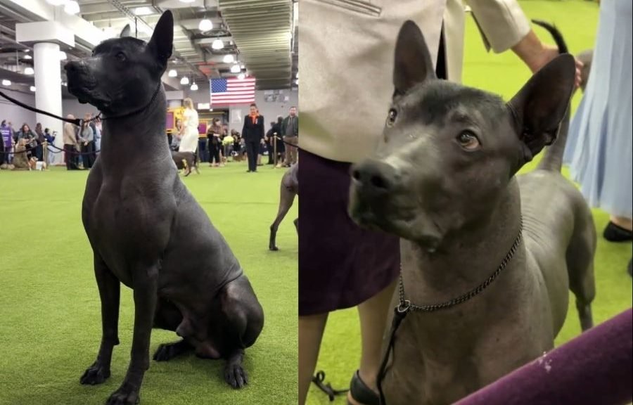 A Xoloitzcuintle dog being judged at the World Dog Show 2026 in Bologna, Italy
