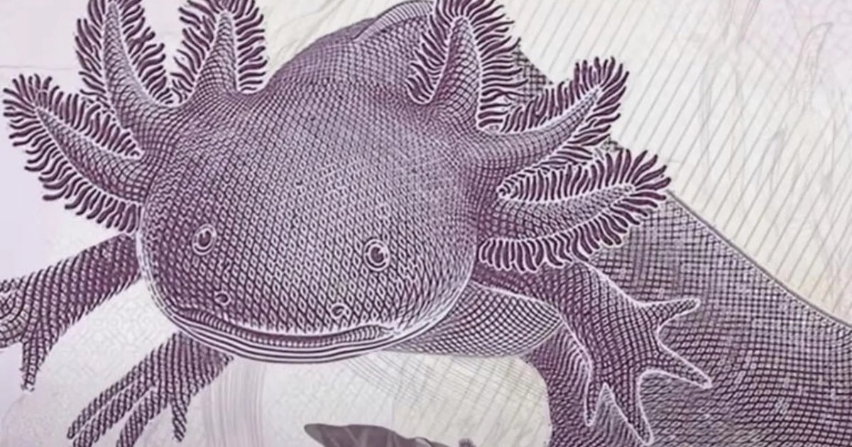 Close-up of a Mexican 50-peso banknote featuring an axolotl and the Xochimilco ecosystem on the reverse side
