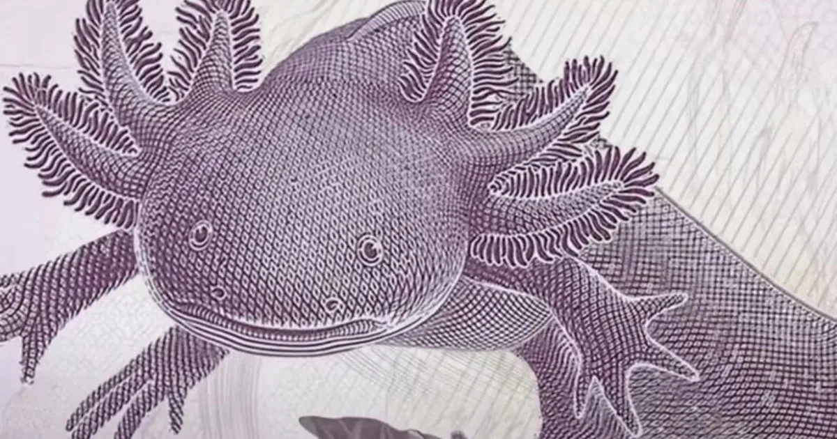 Close-up of a Mexican 50-peso banknote featuring an axolotl and the Xochimilco ecosystem on the reverse side