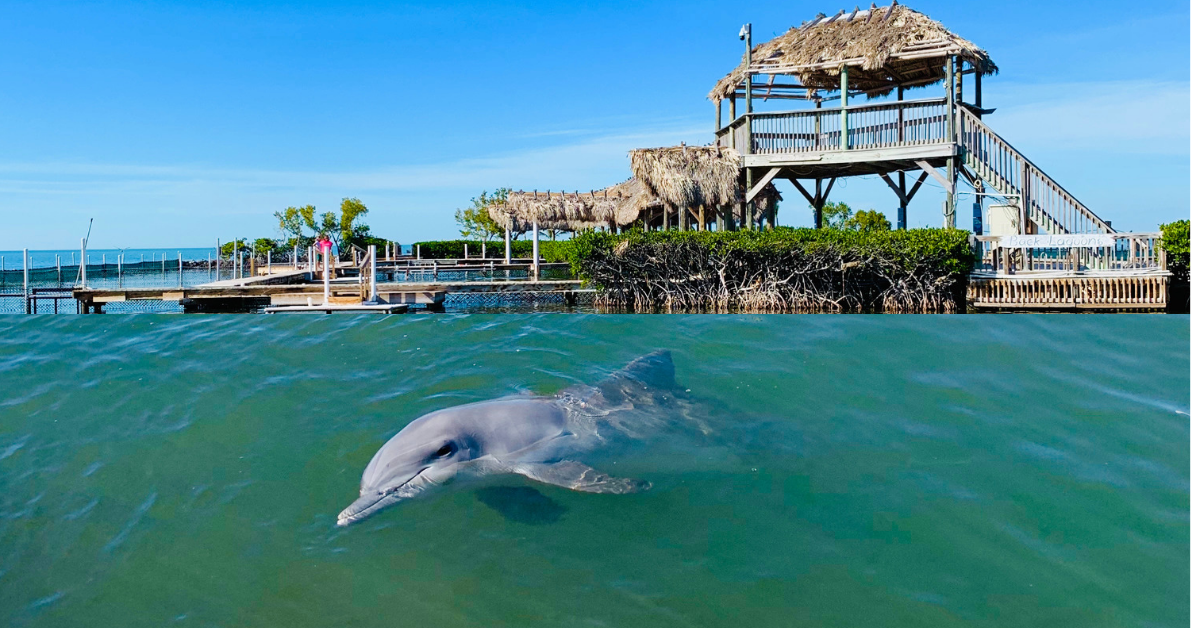 Dolphin sancutary proposed for Cozumel