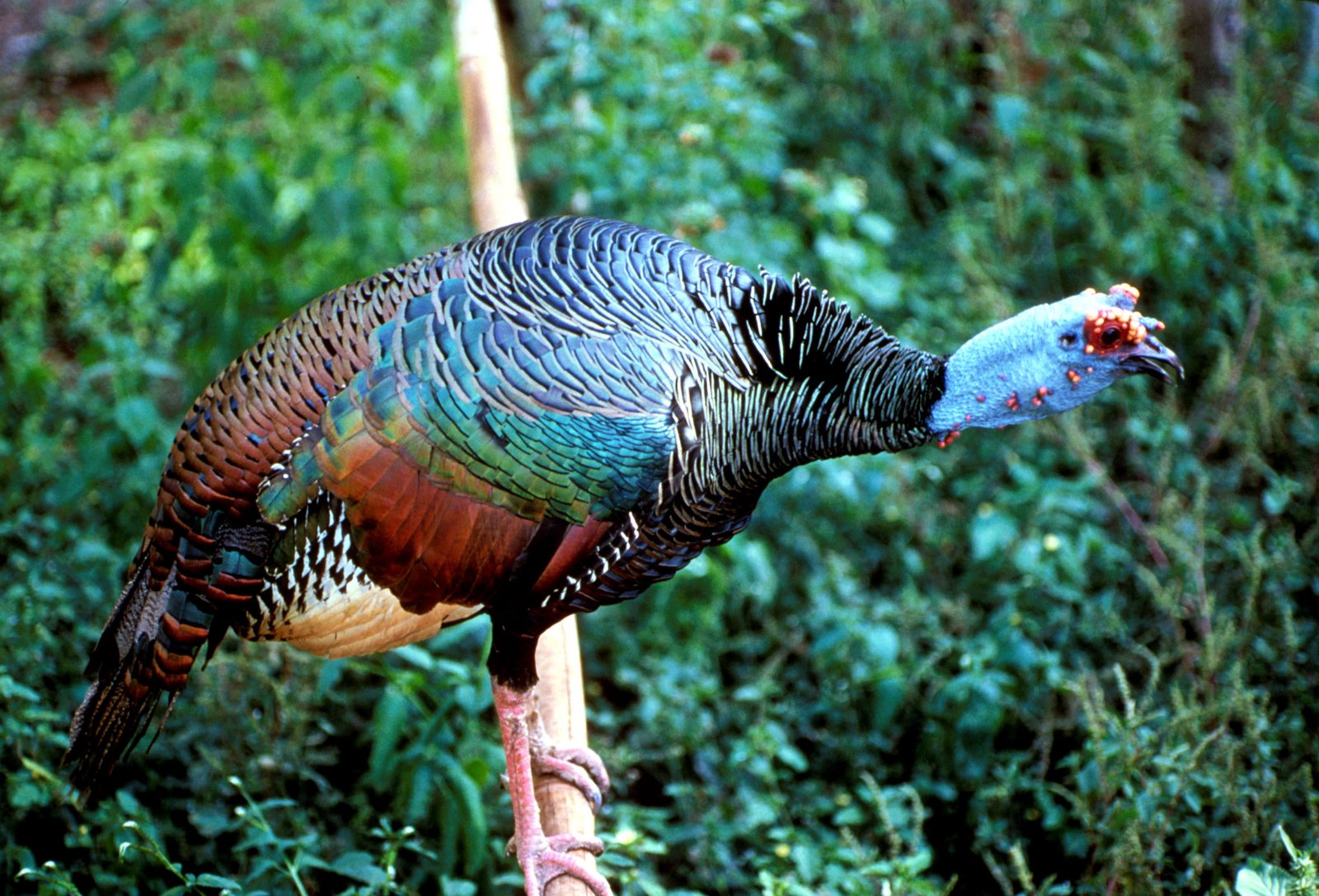 Ocellated Turkey Sian Kaan