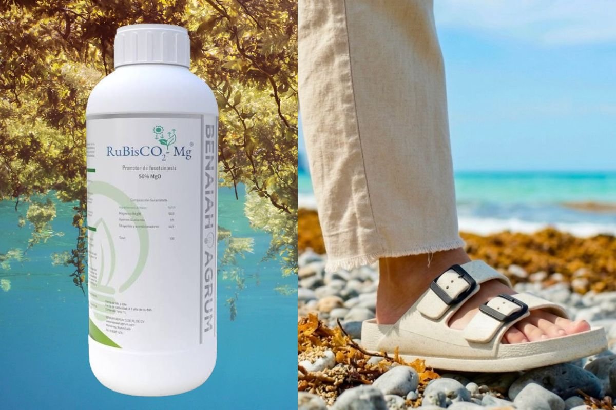 Sargassum Products to be reviewed in Silicon Valley