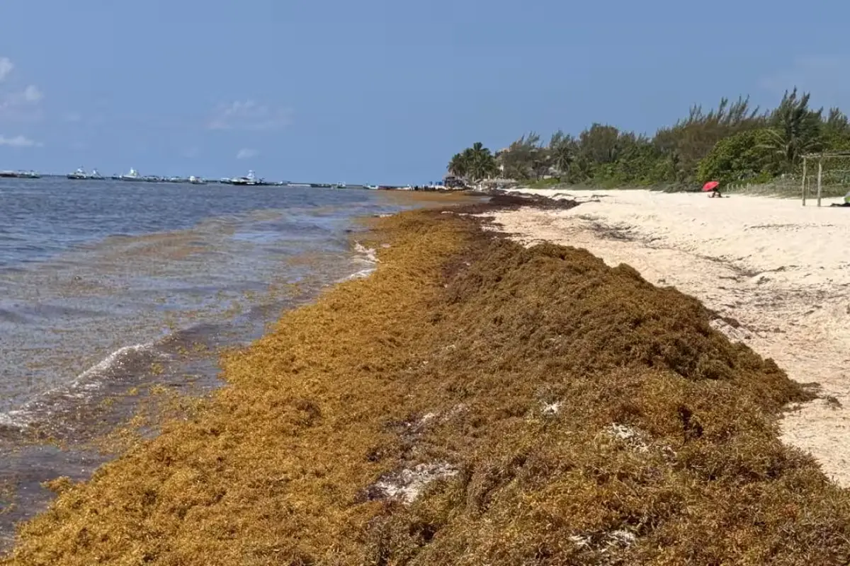 Activists on a Playa del Carmen beach calling for increased surveillance to protect sea turtle nests